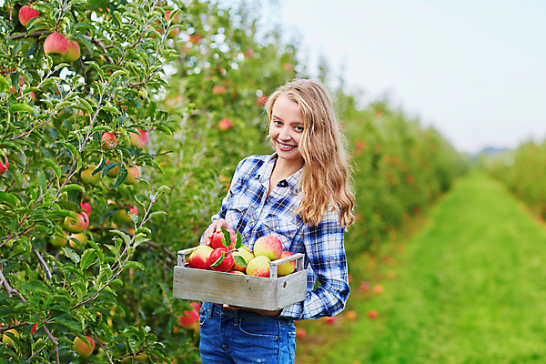 포토 JPG 해외이미지 주간 백인 한명 들기 상반신 성인 야외 앞모습 아웃포커스 사과 농부 나무상자 과수원 사과농장 성인여자한명만 해외포토 자연요소 서양인 직업 1 뷰포인트 농업 과일 모션 촬영기법 사람 상자 농장 여자한명만 성인여자만 파일형식