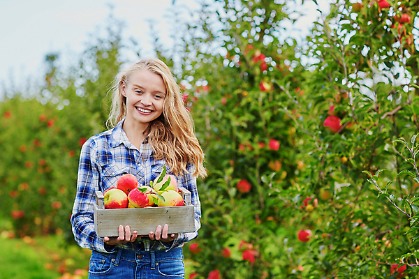 포토 JPG 해외이미지 주간 백인 한명 들기 상반신 성인 야외 앞모습 아웃포커스 사과 농부 나무상자 과수원 사과농장 성인여자한명만 해외포토 자연요소 서양인 직업 1 뷰포인트 농업 과일 모션 촬영기법 사람 상자 농장 여자한명만 성인여자만 파일형식