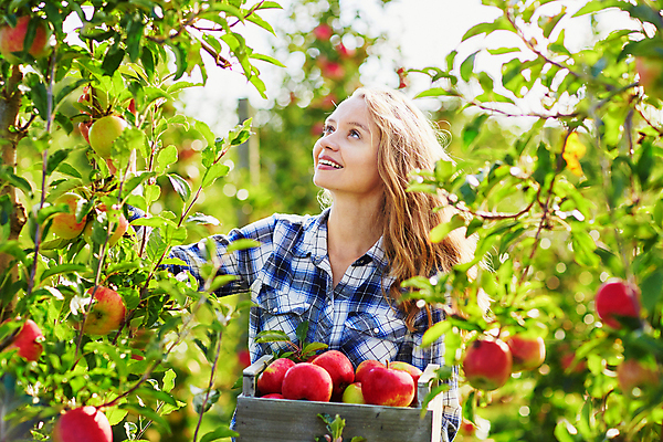 포토 JPG 해외이미지 주간 백인 응시 한명 들기 상반신 성인 야외 앞모습 아웃포커스 수확 사과 농부 나무상자 과수원 사과농장 성인여자한명만 해외포토 자연요소 서양인 직업 1 시선 뷰포인트 농업 과일 모션 촬영기법 사람 상자 농장 여자한명만 성인여자만 파일형식