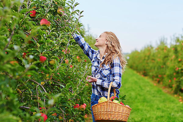 포토 JPG 해외이미지 주간 백인 한명 들기 상반신 성인 야외 옆모습 아웃포커스 수확 사과 농부 과수원 손뻗기 사과농장 사과바구니 성인여자한명만 해외포토 자연요소 서양인 직업 1 뷰포인트 농업 과일 모션 촬영기법 사람 농장 바구니 여자한명만 성인여자만 파일형식
