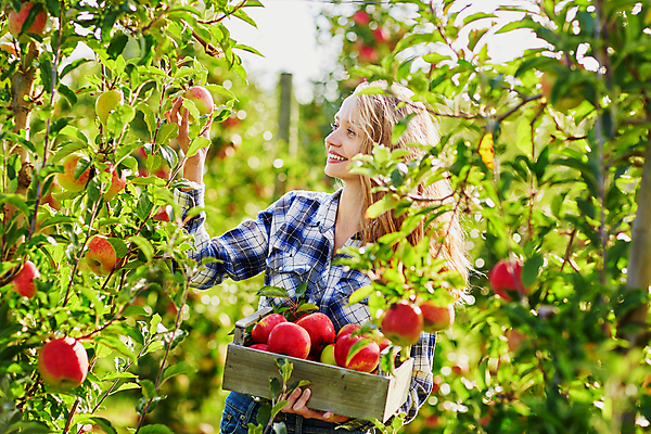 포토 JPG 해외이미지 주간 백인 응시 한명 들기 상반신 성인 야외 옆모습 아웃포커스 수확 사과 농부 나무상자 과수원 사과농장 성인여자한명만 해외포토 자연요소 서양인 직업 1 시선 뷰포인트 농업 과일 모션 촬영기법 사람 상자 농장 여자한명만 성인여자만 파일형식
