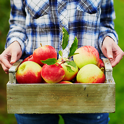 포토 JPG 해외이미지 주간 백인 한명 들기 상반신 성인 야외 아웃포커스 사과 농부 나무상자 과수원 사과농장 성인여자한명만 해외포토 자연요소 서양인 직업 1 농업 과일 모션 촬영기법 사람 상자 농장 여자한명만 성인여자만 파일형식