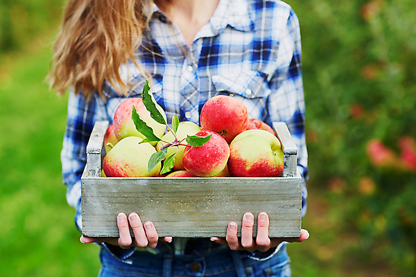 포토 JPG 해외이미지 주간 백인 한명 들기 상반신 성인 야외 앞모습 아웃포커스 사과 농부 나무상자 과수원 사과농장 성인여자한명만 해외포토 자연요소 서양인 직업 1 뷰포인트 농업 과일 모션 촬영기법 사람 상자 농장 여자한명만 성인여자만 파일형식