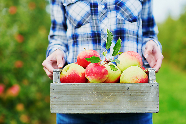 포토 JPG 해외이미지 주간 백인 한명 들기 상반신 성인 야외 아웃포커스 사과 농부 나무상자 과수원 사과농장 성인여자한명만 해외포토 자연요소 서양인 직업 1 농업 과일 모션 촬영기법 사람 상자 농장 여자한명만 성인여자만 파일형식