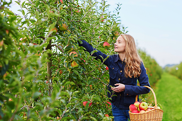 포토 JPG 해외이미지 주간 백인 응시 한명 들기 상반신 성인 야외 앞모습 아웃포커스 수확 사과 농부 과수원 손뻗기 사과농장 사과바구니 성인여자한명만 해외포토 자연요소 서양인 직업 1 시선 뷰포인트 농업 과일 모션 촬영기법 사람 농장 바구니 여자한명만 성인여자만 파일형식