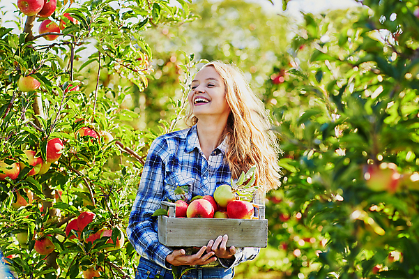 포토 JPG 해외이미지 주간 백인 한명 웃음 들기 상반신 성인 야외 앞모습 아웃포커스 사과 농부 나무상자 과수원 사과농장 성인여자한명만 해외포토 자연요소 서양인 직업 1 뷰포인트 농업 과일 모션 촬영기법 표정 사람 상자 농장 여자한명만 성인여자만 파일형식