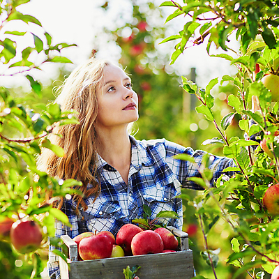 포토 JPG 해외이미지 주간 백인 응시 한명 상반신 성인 야외 앞모습 아웃포커스 수확 사과 농부 나무상자 과수원 사과농장 성인여자한명만 해외포토 자연요소 서양인 직업 1 시선 뷰포인트 농업 과일 촬영기법 사람 상자 농장 여자한명만 성인여자만 파일형식