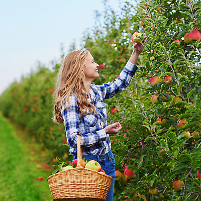 포토 JPG 해외이미지 주간 백인 응시 한명 들기 상반신 성인 야외 옆모습 아웃포커스 사과 농부 과수원 사과농장 사과바구니 성인여자한명만 해외포토 자연요소 서양인 직업 1 시선 뷰포인트 농업 과일 모션 촬영기법 사람 농장 바구니 여자한명만 성인여자만 파일형식
