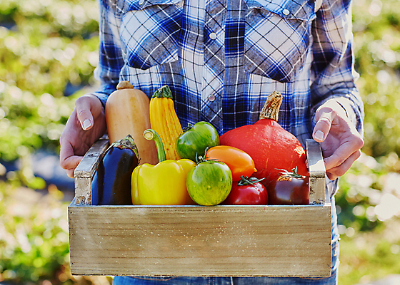 포토 JPG 해외이미지 주간 백인 토마토 호박 가지 파프리카 한명 들기 상반신 성인 야외 농부 나무상자 과수원 성인여자한명만 해외포토 자연요소 서양인 직업 1 농업 채소 모션 사람 상자 여자한명만 성인여자만 파일형식