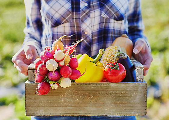 포토 JPG 해외이미지 주간 백인 토마토 호박 가지 파프리카 한명 들기 상반신 성인 야외 아웃포커스 농부 나무상자 과수원 성인여자한명만 해외포토 자연요소 서양인 직업 1 농업 채소 모션 촬영기법 사람 상자 여자한명만 성인여자만 파일형식