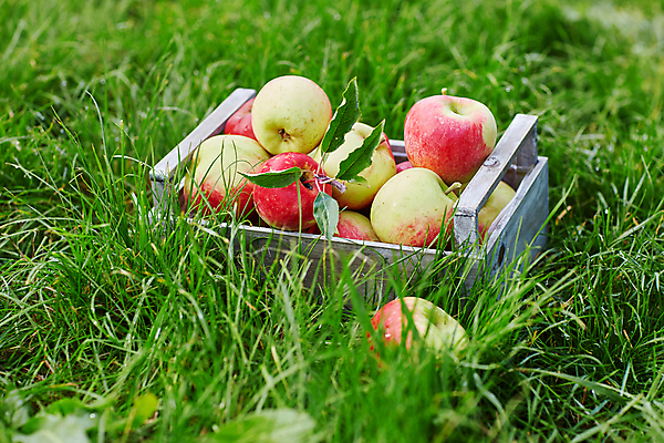 포토 JPG 해외이미지 주간 잔디 사람없음 야외 사과 과수원 사과상자 해외포토 자연요소 식물 농업 과일 상자 파일형식