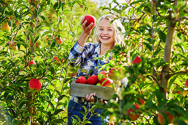 포토 JPG 해외이미지 주간 백인 한명 들기 상반신 성인 야외 앞모습 아웃포커스 수확 사과 농부 나무상자 과수원 사과농장 성인여자한명만 해외포토 자연요소 서양인 직업 1 뷰포인트 농업 과일 모션 촬영기법 사람 상자 농장 여자한명만 성인여자만 파일형식