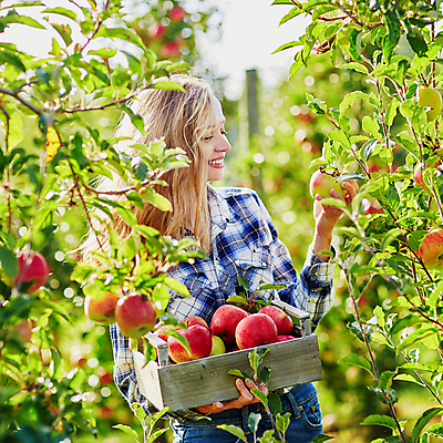 포토 JPG 해외이미지 주간 백인 응시 한명 들기 상반신 성인 야외 옆모습 아웃포커스 사과 농부 나무상자 과수원 사과농장 성인여자한명만 해외포토 자연요소 서양인 직업 1 시선 뷰포인트 농업 과일 모션 촬영기법 사람 상자 농장 여자한명만 성인여자만 파일형식