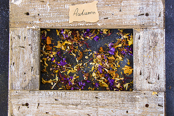 포토 JPG 해외이미지 종이 건조 액자틀 사람없음 목재 가을 찻잎 허브차 해외포토 나무 계절 액자 재료 틀 차_음료 파일형식