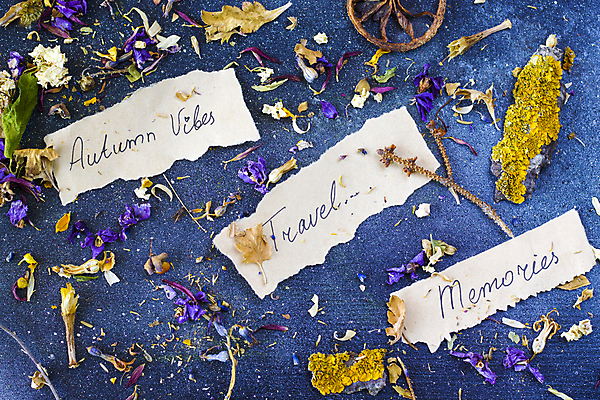 포토 JPG 해외이미지 종이 건조 사람없음 찻잎 허브차 남색배경 해외포토 백그라운드 차_음료 남색 파일형식