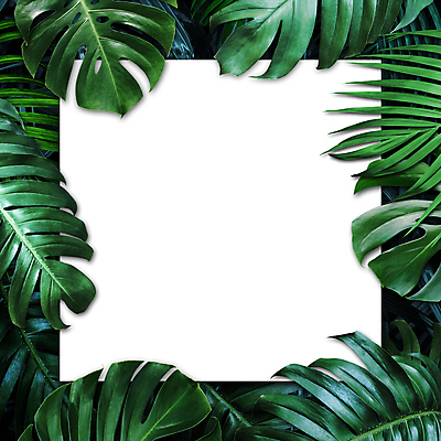 포토 JPG 해외이미지 프레임 사람없음 몬스테라 열대잎 보테니컬아트 해외포토 식물 잎 파일형식