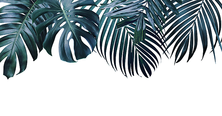 포토 JPG 해외이미지 잎 사람없음 몬스테라 보테니컬아트 해외포토 식물 파일형식