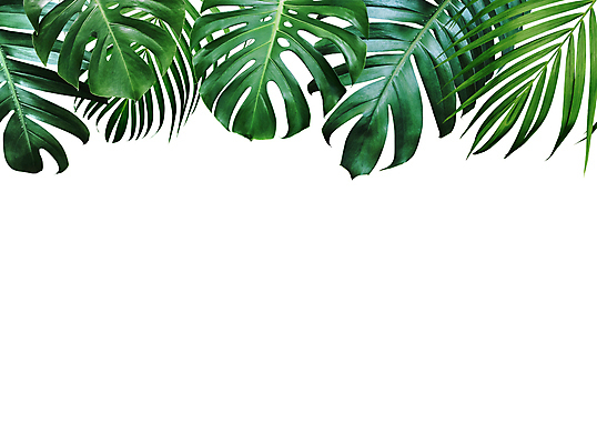 포토 JPG 해외이미지 잎 프레임 사람없음 몬스테라 보테니컬아트 해외포토 식물 파일형식