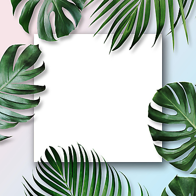 포토 JPG 해외이미지 프레임 사람없음 몬스테라 보테니컬아트 국경 해외포토 식물 파일형식