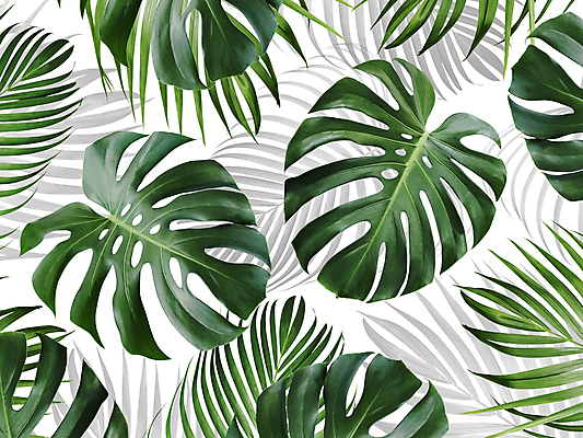 포토 JPG 해외이미지 잎 사람없음 몬스테라 보테니컬아트 해외포토 식물 파일형식