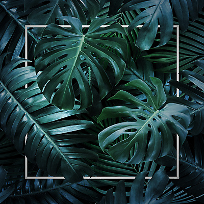 포토 JPG 해외이미지 프레임 사람없음 열대잎 보테니컬아트 국경 해외포토 잎 파일형식