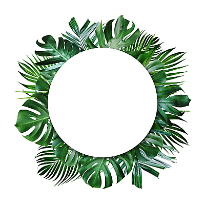 포토 JPG 해외이미지 사람없음 원형프레임 열대잎 보테니컬아트 해외포토 잎 프레임 원형 파일형식