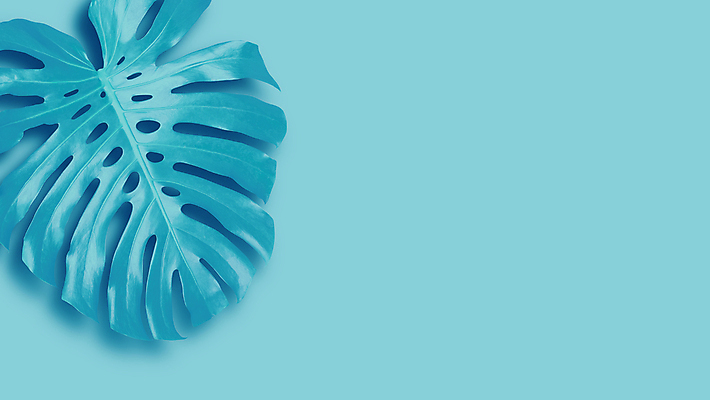 포토 JPG 해외이미지 하늘색 사람없음 몬스테라 보테니컬아트 해외포토 식물 파란색 파일형식