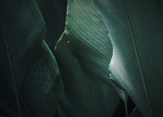 포토 JPG 해외이미지 근접촬영 사람없음 열대잎 보테니컬아트 해외포토 뷰포인트 잎 파일형식