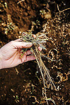 포토 JPG 주간 손 식재료 들기 야외 신체부위 흙 충청남도 특산물 나물 냉이 봄나물 서산 제철음식 국내포토 자연요소 음식 채소 모션 사람 충청도 제철 파일형식
