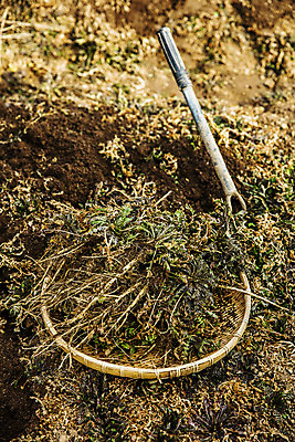 포토 JPG 주간 밭 식재료 사람없음 야외 소쿠리 흙 충청남도 특산물 나물 냉이 봄나물 서산 제철음식 국내포토 자연요소 음식 농업 채소 바구니 충청도 제철 파일형식