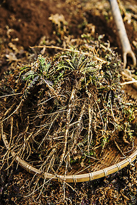 포토 JPG 주간 밭 식재료 사람없음 야외 소쿠리 흙 충청남도 특산물 나물 냉이 봄나물 서산 제철음식 국내포토 자연요소 음식 농업 채소 바구니 충청도 제철 파일형식