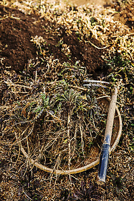 포토 JPG 주간 밭 식재료 사람없음 야외 소쿠리 충청남도 농기구 특산물 나물 냉이 봄나물 서산 제철음식 국내포토 자연요소 음식 농업 채소 바구니 충청도 제철 파일형식