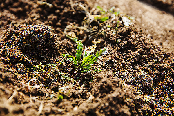 포토 JPG 주간 밭 식재료 근접촬영 사람없음 야외 흙 충청남도 특산물 나물 냉이 봄나물 서산 제철음식 국내포토 자연요소 음식 뷰포인트 농업 채소 충청도 제철 파일형식