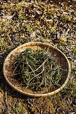 포토 JPG 주간 밭 식재료 사람없음 야외 소쿠리 흙 충청남도 특산물 나물 냉이 봄나물 서산 제철음식 국내포토 자연요소 음식 농업 채소 바구니 충청도 제철 파일형식