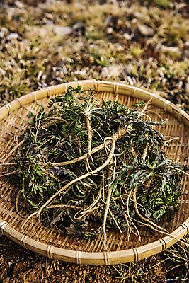 포토 JPG 주간 밭 식재료 사람없음 야외 소쿠리 흙 충청남도 특산물 나물 냉이 봄나물 서산 제철음식 국내포토 자연요소 음식 농업 채소 바구니 충청도 제철 파일형식