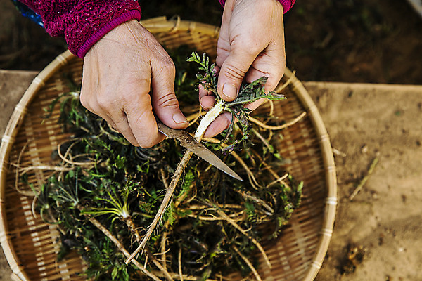 포토 JPG 주간 손 식재료 들기 야외 신체부위 소쿠리 칼 충청남도 특산물 나물 손질 냉이 봄나물 서산 제철음식 국내포토 자연요소 음식 채소 모션 사람 바구니 충청도 제철 파일형식