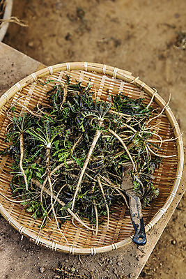 포토 JPG 주간 식재료 사람없음 야외 소쿠리 칼 충청남도 특산물 나물 냉이 봄나물 서산 제철음식 국내포토 자연요소 음식 채소 바구니 충청도 제철 파일형식