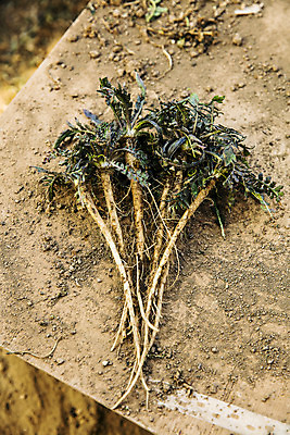 포토 JPG 주간 식재료 사람없음 야외 충청남도 특산물 나물 냉이 봄나물 서산 제철음식 국내포토 자연요소 음식 채소 충청도 제철 파일형식