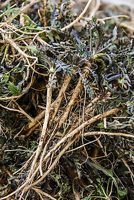포토 JPG 주간 식재료 근접촬영 사람없음 야외 충청남도 특산물 나물 냉이 봄나물 서산 제철음식 국내포토 자연요소 음식 뷰포인트 채소 충청도 제철 파일형식