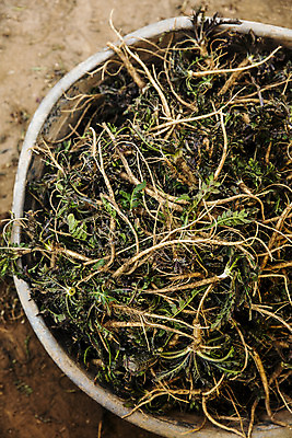 포토 JPG 주간 그릇 식재료 사람없음 야외 하이앵글 충청남도 담기 특산물 나물 냉이 봄나물 서산 제철음식 국내포토 자연요소 식기 음식 뷰포인트 채소 모션 충청도 제철 파일형식