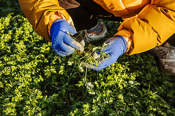 포토 JPG 주간 손 식재료 들기 야외 신체부위 칼 무릎꿇기 전라남도 특산물 거문도 봄나물 쑥 제철 제철음식 산나물 국내포토 자연요소 음식 섬 채소 모션 사람 전라도 나물 여수 파일형식