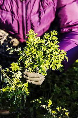 포토 JPG 주간 손 식재료 한명 들기 상반신 야외 앞모습 신체부위 전라남도 특산물 거문도 봄나물 쑥 제철 제철음식 산나물 국내포토 자연요소 1 음식 뷰포인트 섬 채소 모션 사람 전라도 나물 여수 파일형식