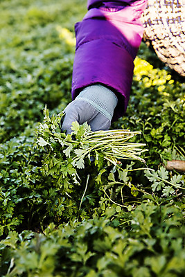 포토 JPG 주간 손 식재료 들기 야외 신체부위 전라남도 특산물 거문도 봄나물 쑥 제철 제철음식 산나물 국내포토 자연요소 음식 섬 채소 모션 사람 전라도 나물 여수 파일형식