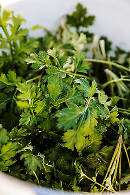 포토 JPG 주간 식재료 근접촬영 사람없음 야외 전라남도 특산물 거문도 봄나물 쑥 제철 제철음식 산나물 국내포토 자연요소 음식 뷰포인트 섬 채소 전라도 나물 여수 파일형식