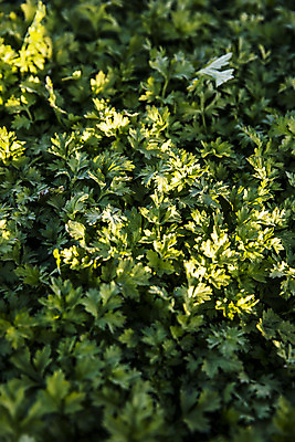 포토 JPG 주간 식재료 사람없음 야외 전라남도 특산물 거문도 봄나물 쑥 제철 제철음식 산나물 국내포토 자연요소 음식 섬 채소 전라도 나물 여수 파일형식