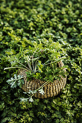 포토 JPG 주간 식재료 사람없음 야외 바구니 전라남도 담기 특산물 거문도 봄나물 쑥 제철 제철음식 산나물 국내포토 자연요소 음식 섬 채소 모션 전라도 나물 여수 파일형식