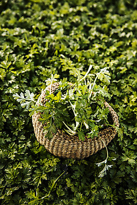 포토 JPG 주간 식재료 사람없음 야외 바구니 전라남도 담기 특산물 거문도 봄나물 쑥 제철 제철음식 산나물 국내포토 자연요소 음식 섬 채소 모션 전라도 나물 여수 파일형식