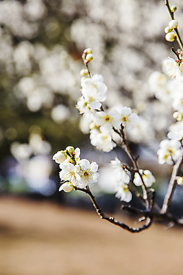 포토 JPG 꽃 사람없음 아웃포커스 봄 나뭇가지 경상남도 매화 입춘 김해 국내포토 나무 식물 계절 촬영기법 경상도 절기 파일형식