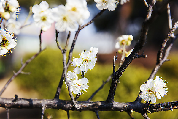 포토 JPG 주간 근접촬영 사람없음 야외 아웃포커스 봄 나뭇가지 경상남도 매화 입춘 김해 국내포토 자연요소 나무 계절 꽃 뷰포인트 촬영기법 경상도 절기 파일형식