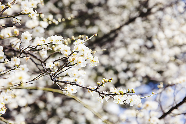 포토 JPG 주간 사람없음 야외 아웃포커스 봄 나뭇가지 경상남도 매화 입춘 김해 국내포토 자연요소 나무 계절 꽃 촬영기법 경상도 절기 파일형식